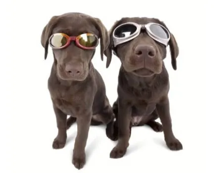 10-The-company-who-made-a-fortune-selling-glasses-for-dogs.jpg