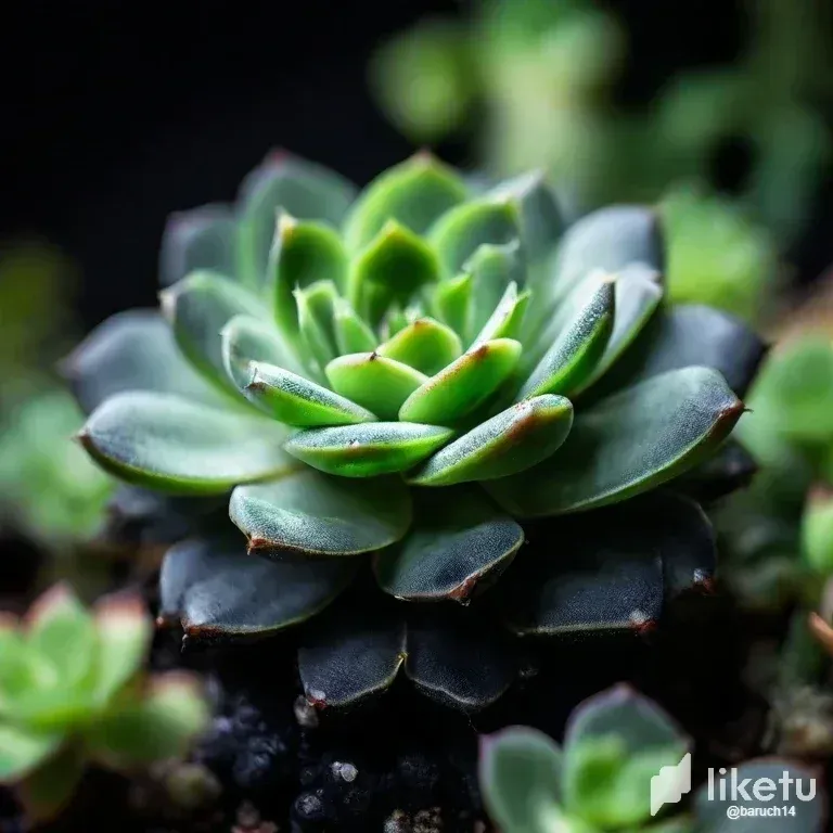 clrh2138p003ndjszbpj92diq_Leonardo_Diffusion_XL_macro_green_succulent_plants_closeup_in_0.webp