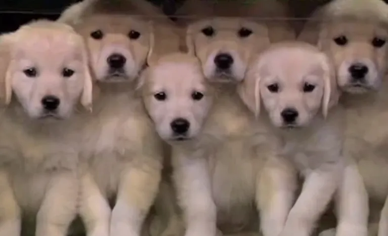puppies