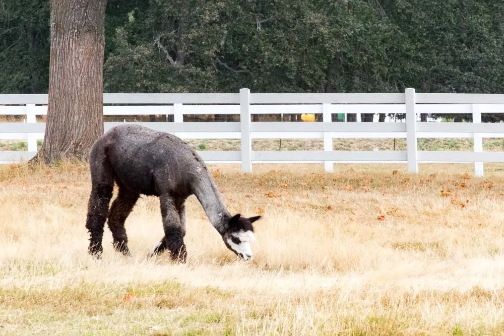 Krystal Acres Alpacas San Juan Island