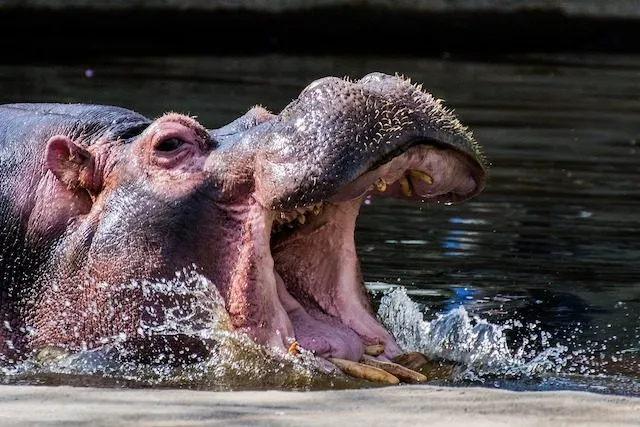 hippo-640x427.jpg