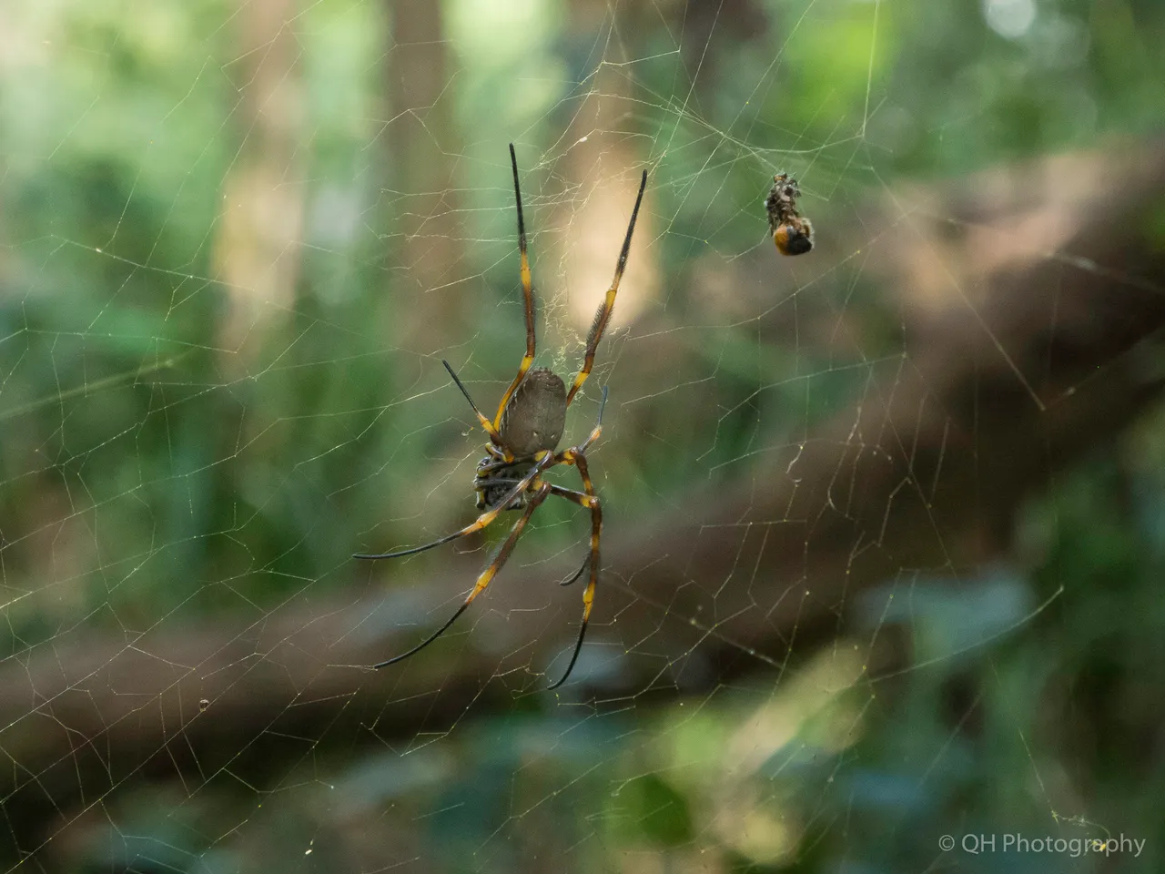 Golden Orb-Weaver