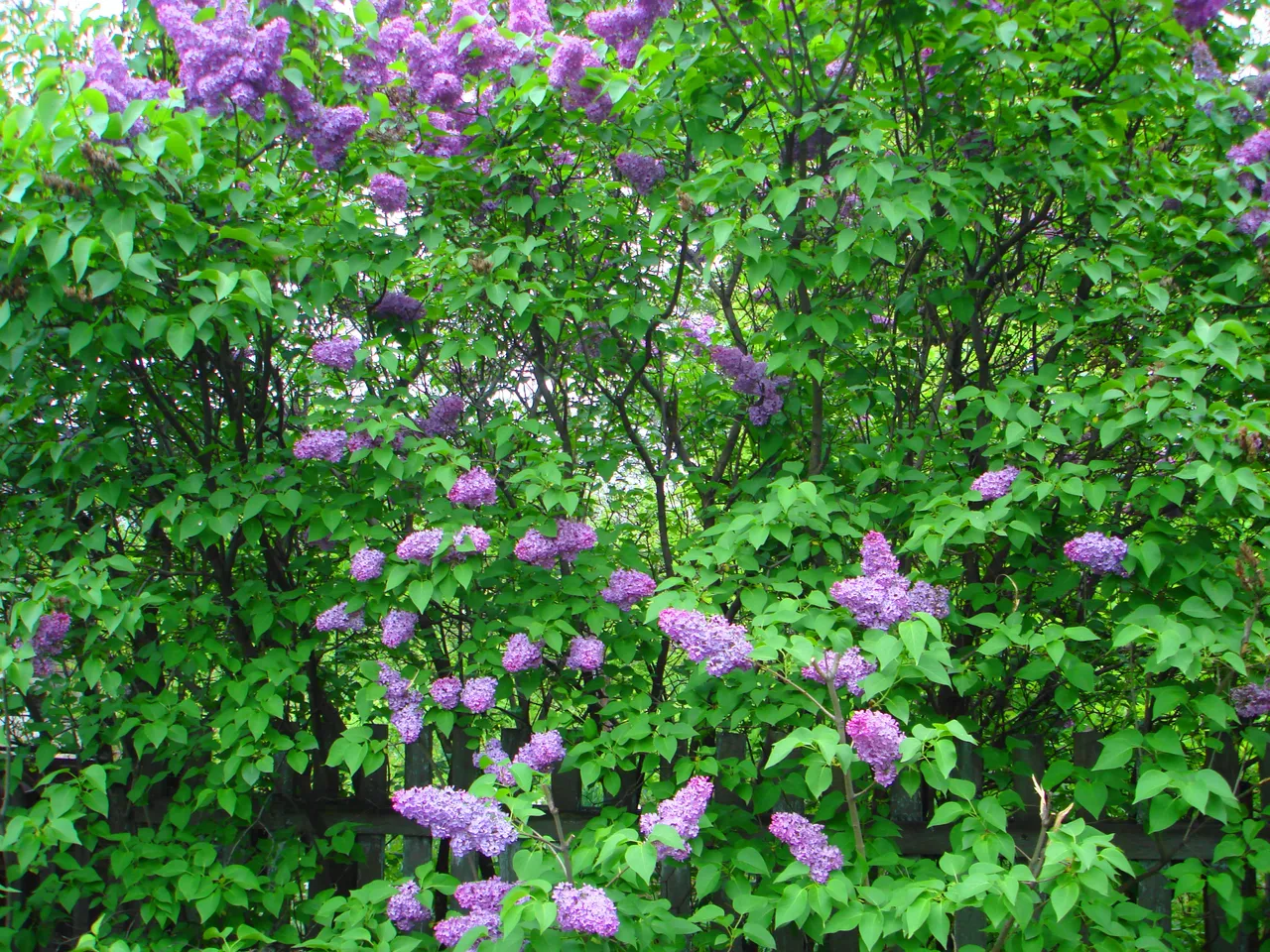 DSC01540-2222.jpg