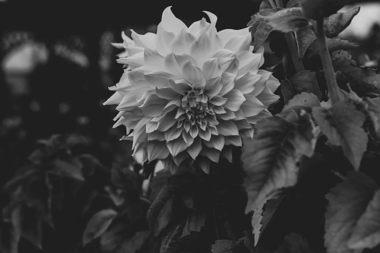 flowerflower2.jpg