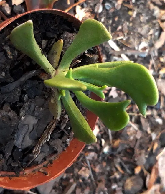 rhombophyllum.jpg