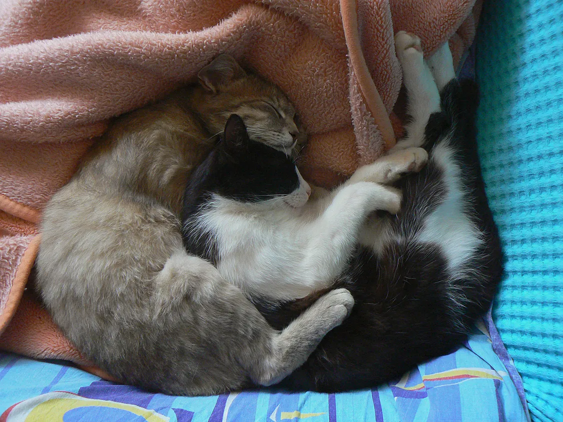 P1910137 malo.jpg