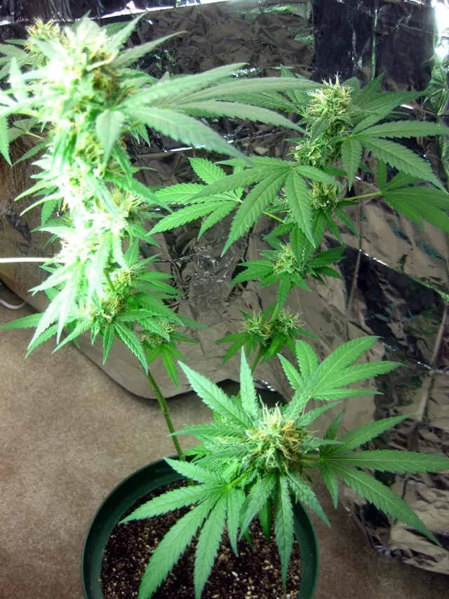 kaila plant.JPG