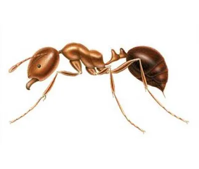 main_fire-ant.jpg