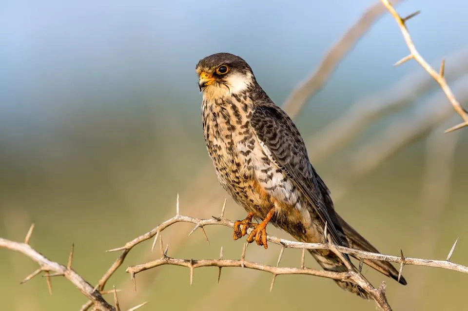 Amur Falcon.jpg