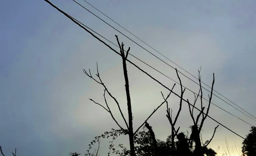 _Leitung_baum.jpg