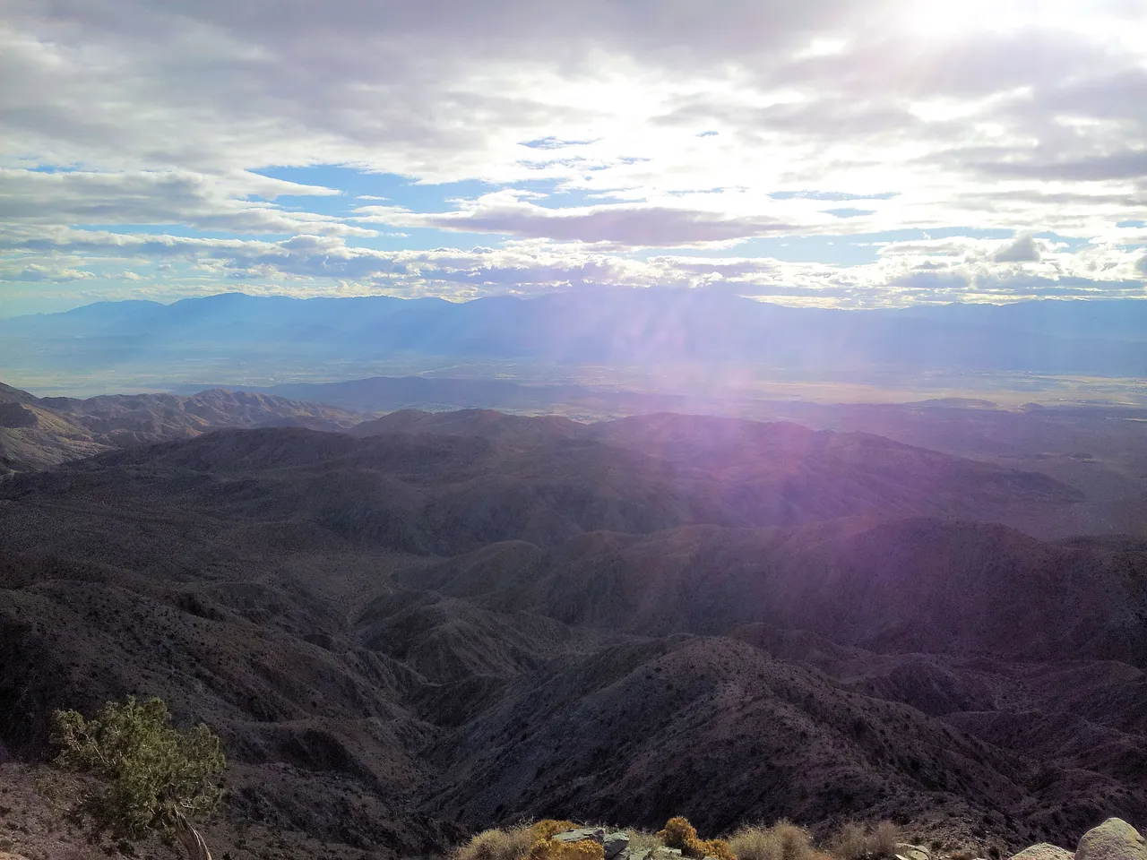 joshua tree.jpg