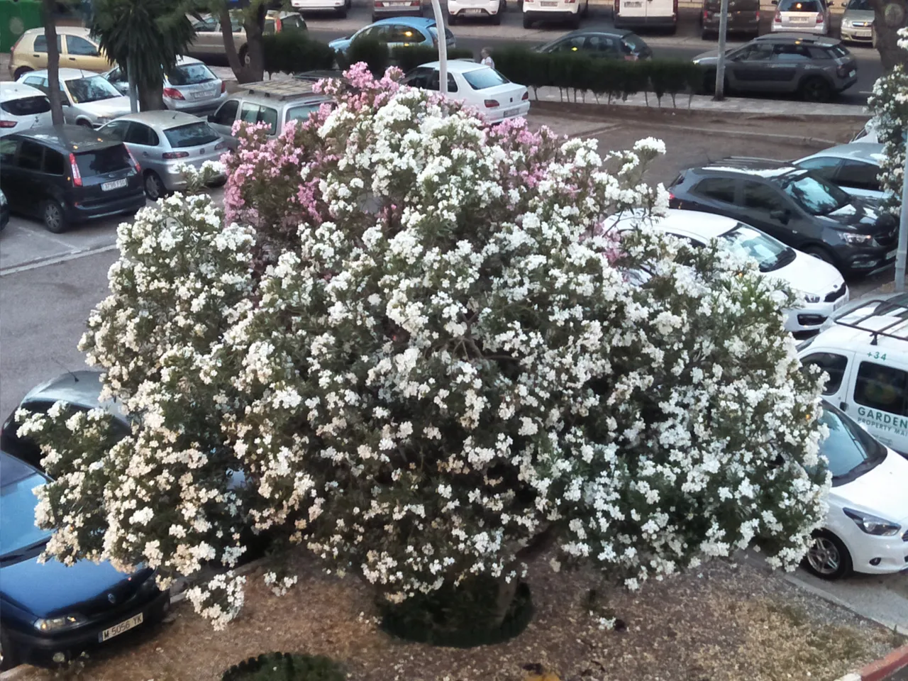 2 Oleanders.jpg