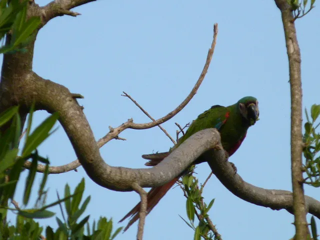 Parrot (19).JPG