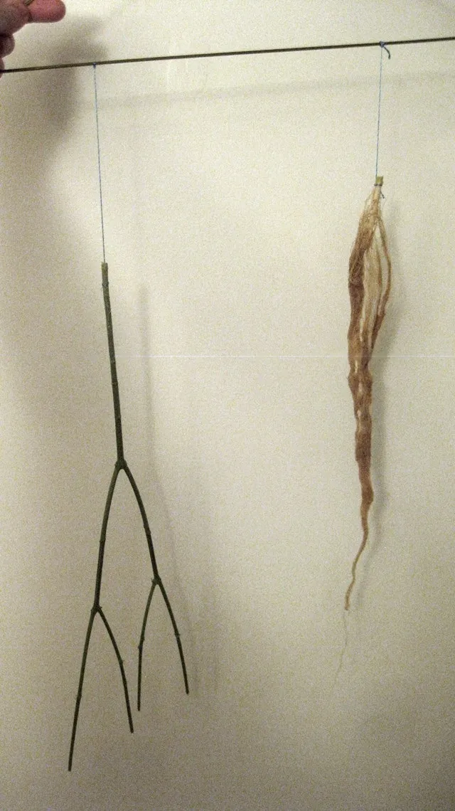 whole plant.JPG