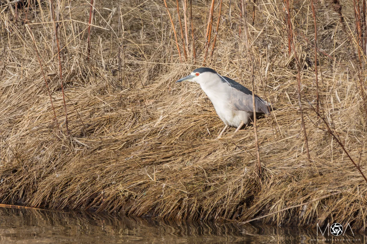 Night Heron.jpg