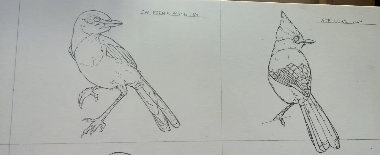 Jay sketch3.jpg