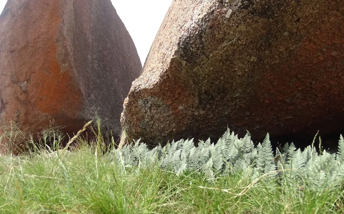 erock grass.JPG