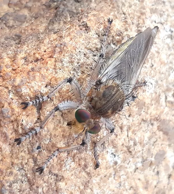 robber fly2.jpg