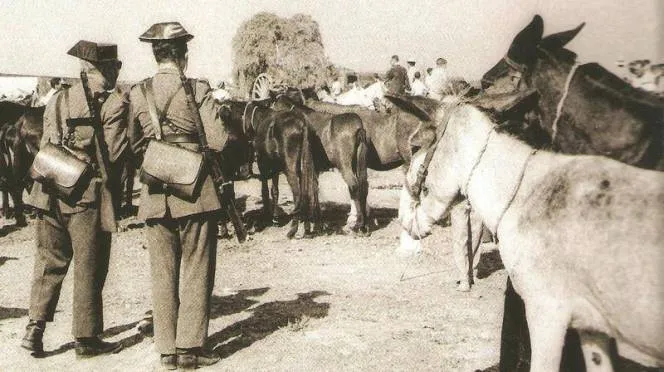 Burros-presos.jpg