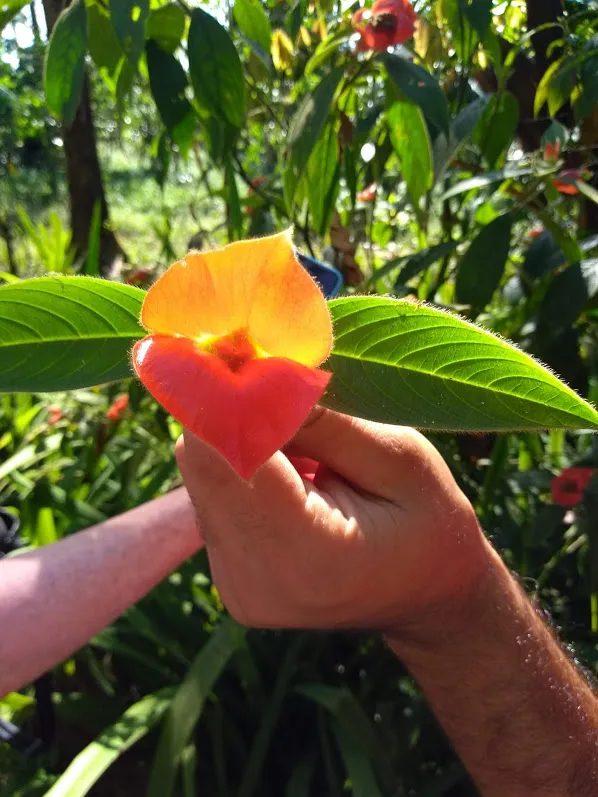 HotLipsFlower.jpg