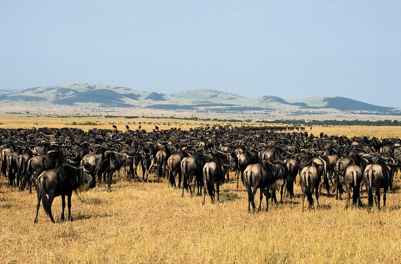 tanzania park.jpg