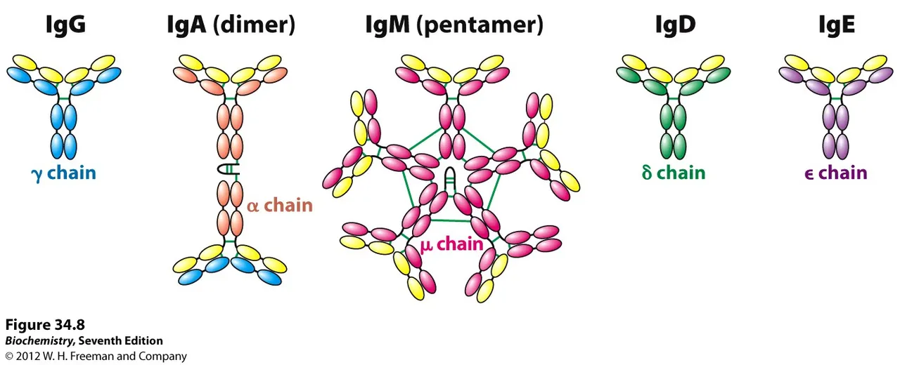 Imunoglobulin.jpg