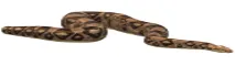 snake swamp.jpg