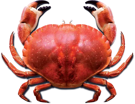 unnamed (1).png