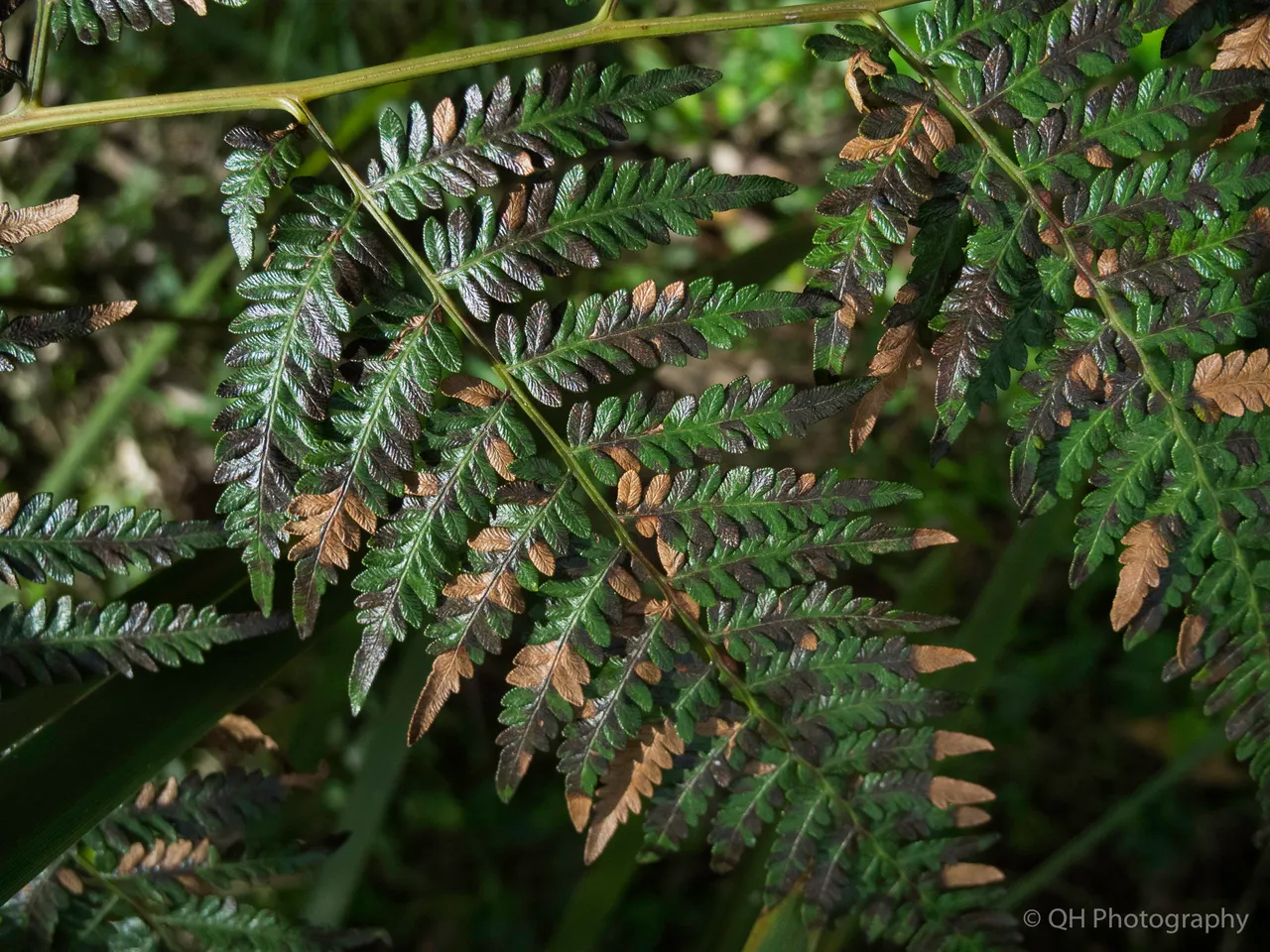 Fern