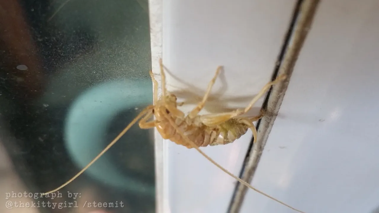 Exoskeleton-1.jpg