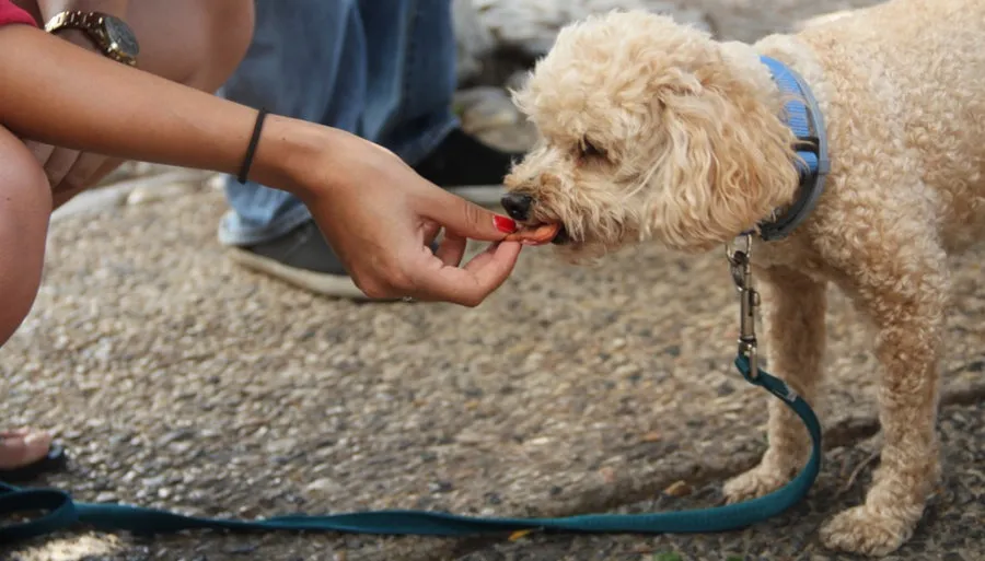 Pet-Dog_small.jpg