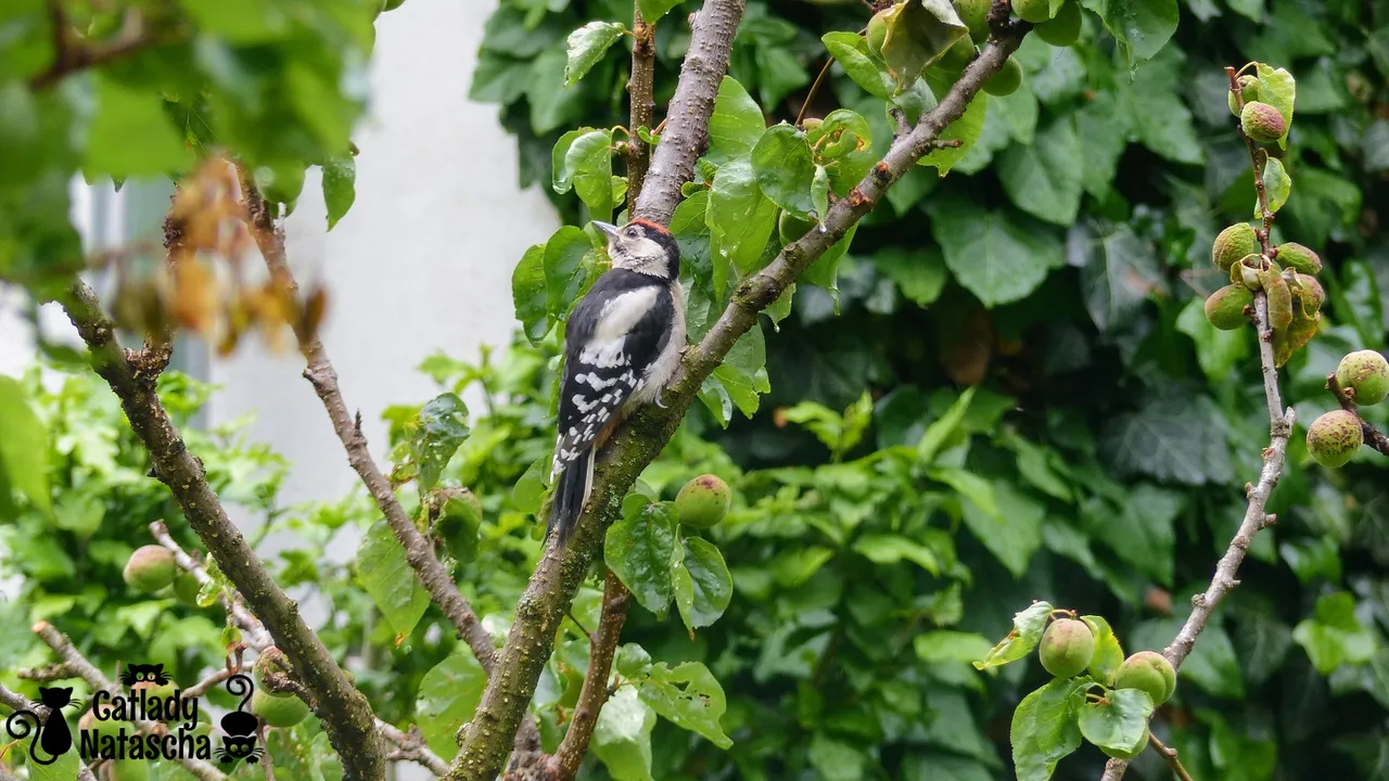 Woodpecker001.png