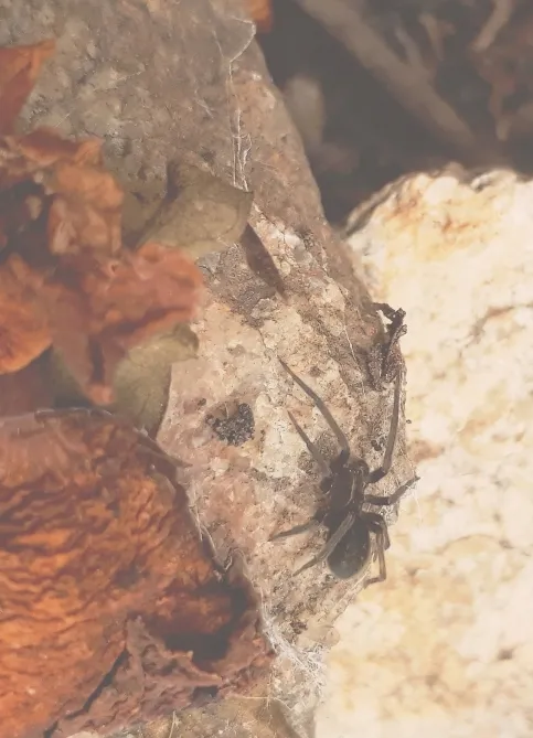 baby spider.jpg