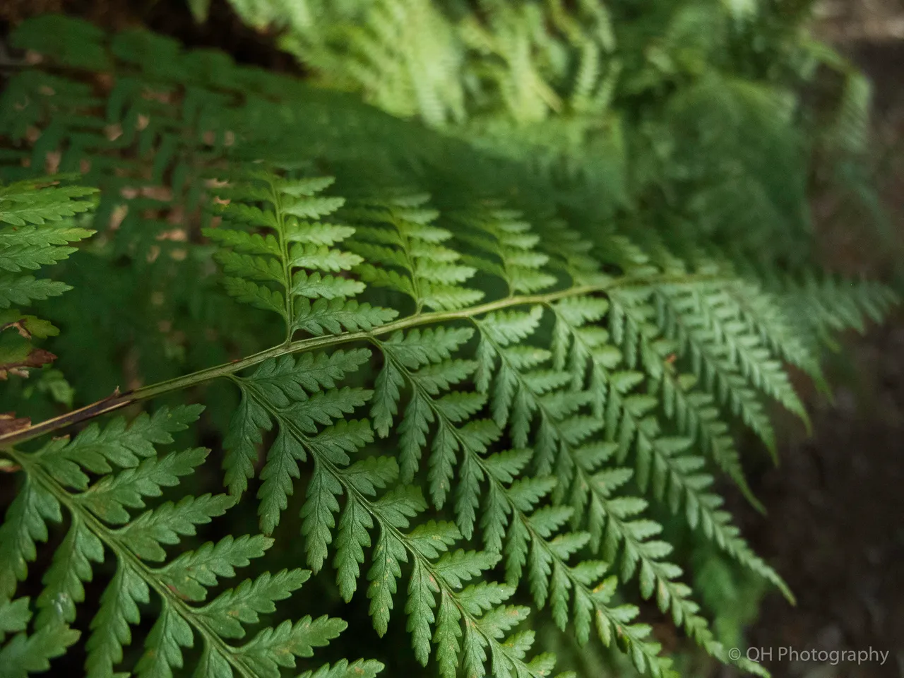 Fern