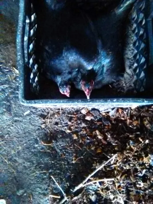 2 on one nest.jpg