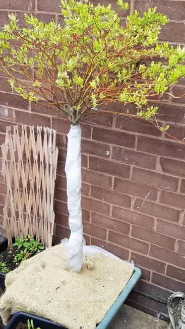 Spring 2019.jpg