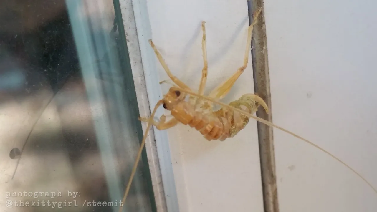 Exoskeleton-2.jpg