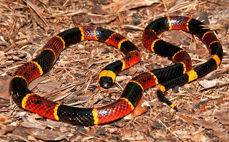 coral-snake20.jpg