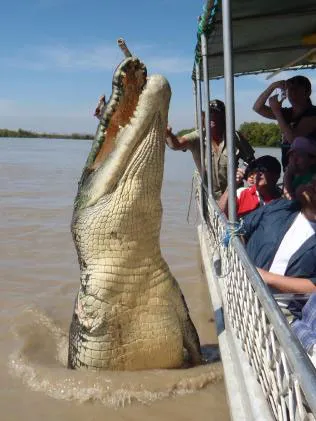 mancing-buaya.jpg