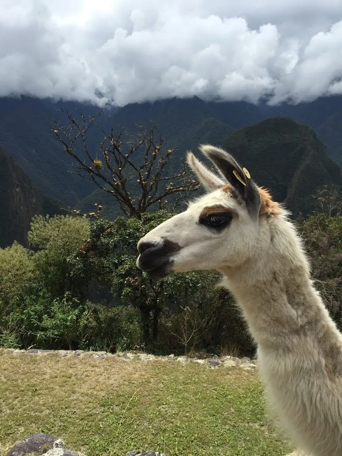 Alpaca Peru.JPG