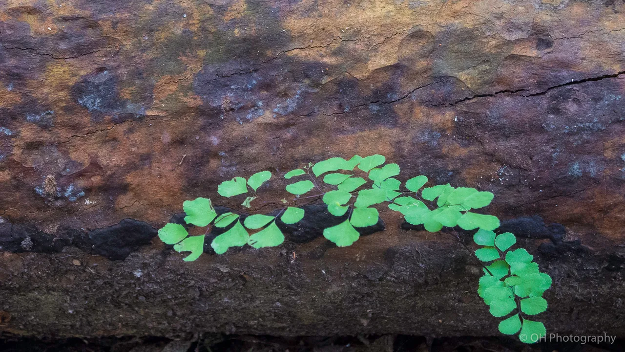 Maidenhair fern