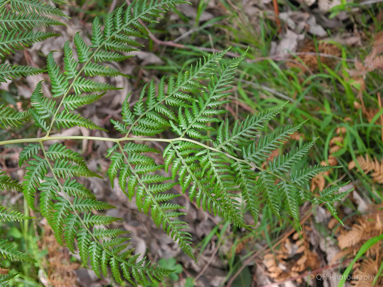 Fern