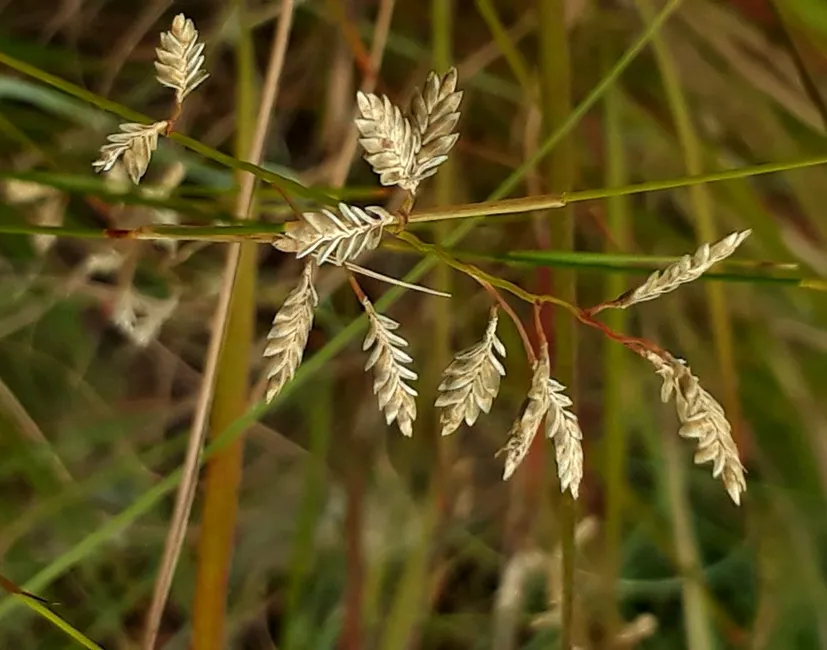 grass seeds.jpg