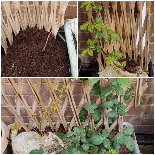 Fruit Trees.jpg