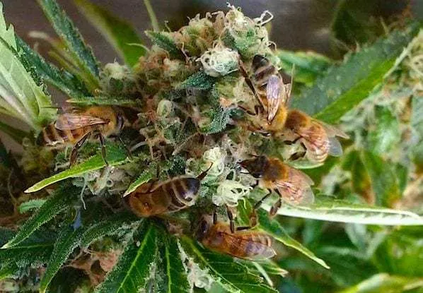 weedcash-hive.jpg