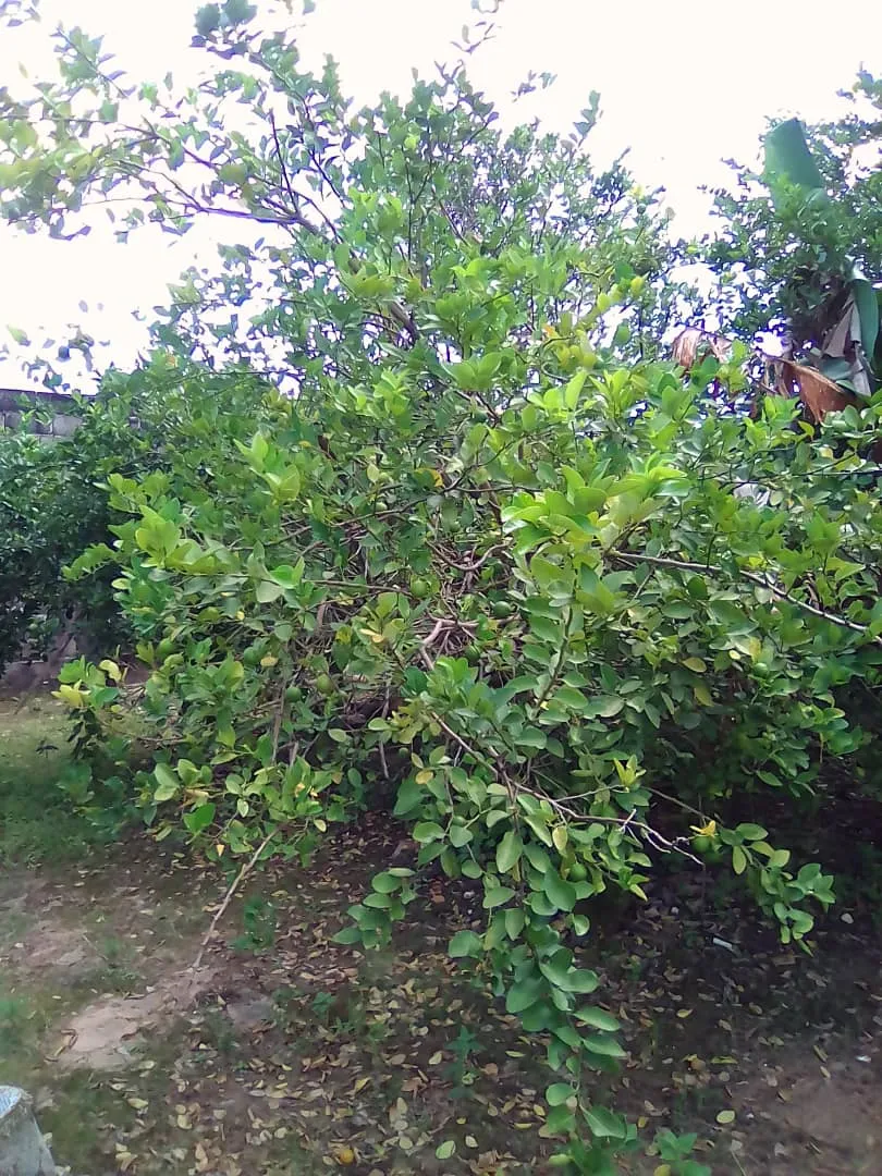 mata de limon.jpg