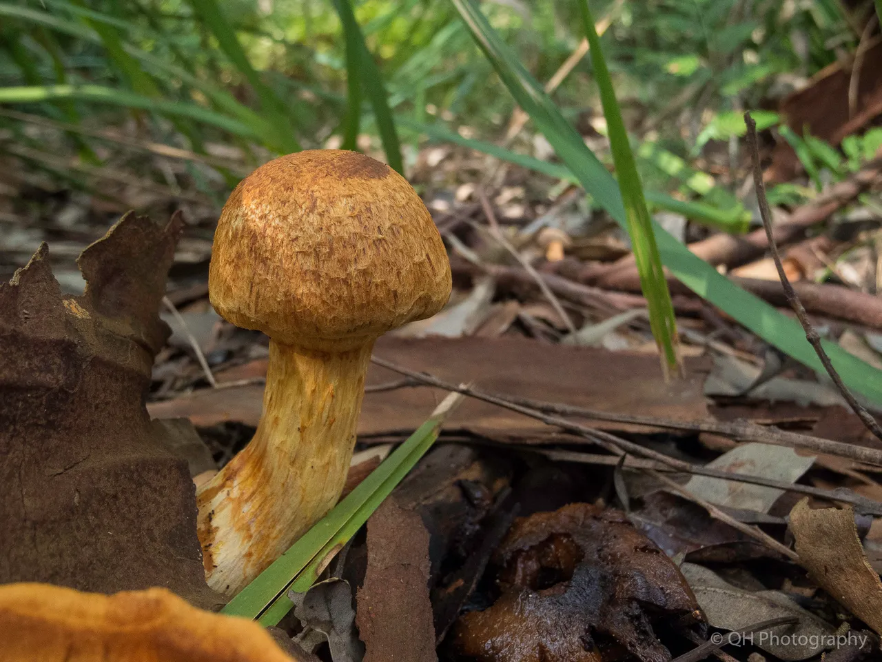 Mushroom