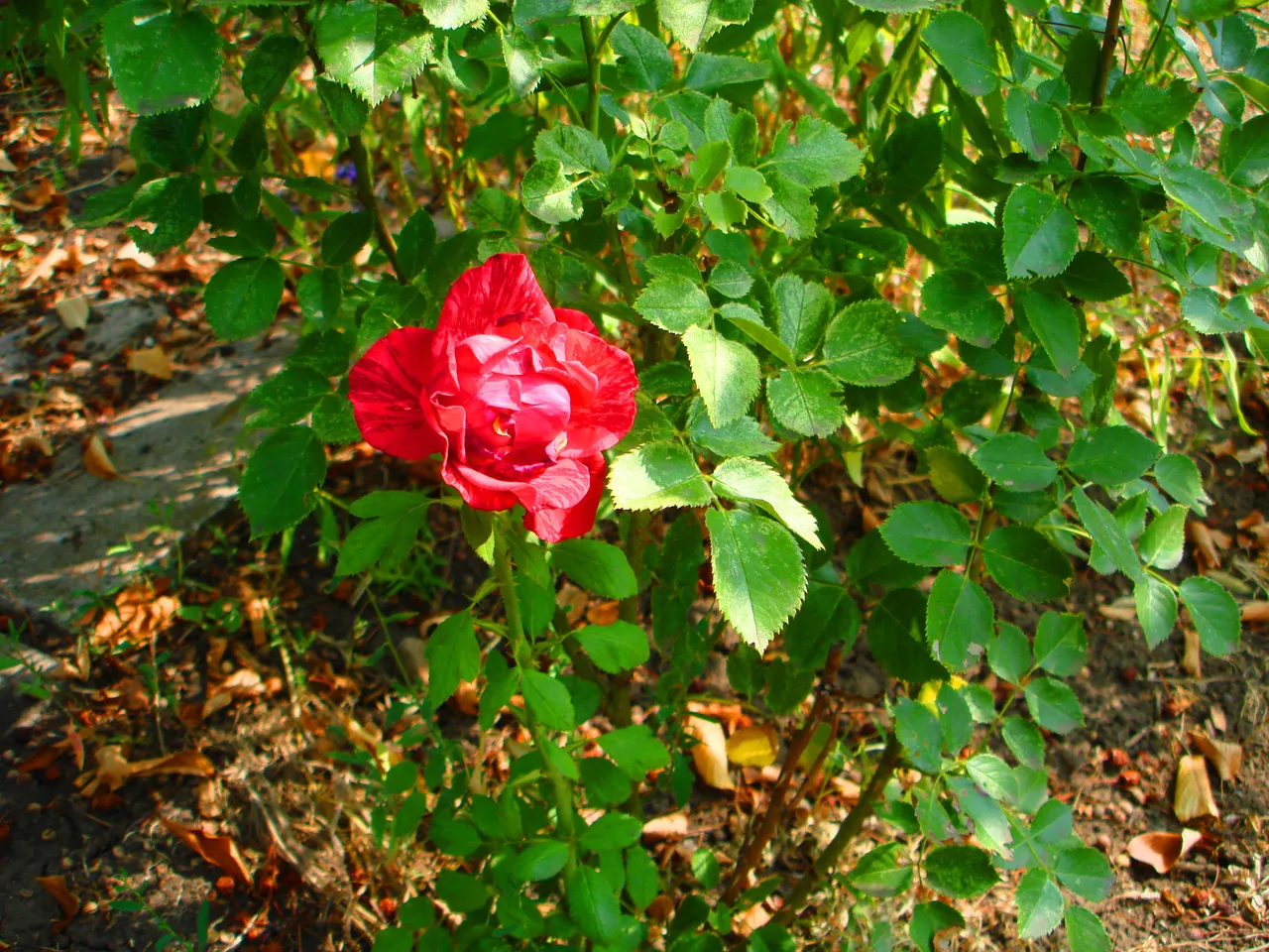 DSC01698-2222.jpg