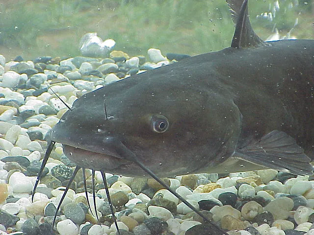 catfish (1).jpg