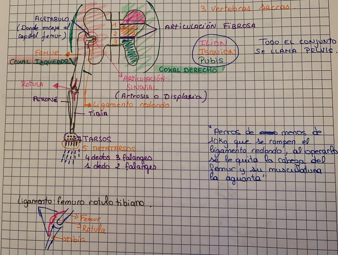 ext posterior.jpg